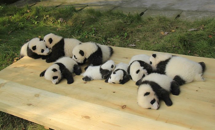 Detail Gambar Panda Imut Nomer 39
