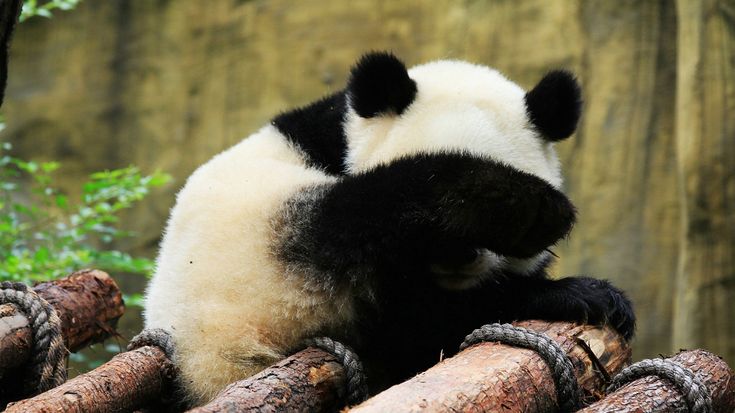 Detail Gambar Panda Imut Nomer 44