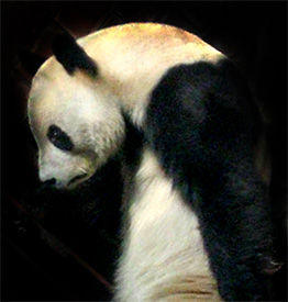 Detail Gambar Panda Sedih Nomer 35