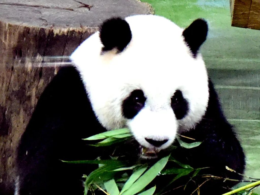Detail Gambar Panda Terbaru Nomer 54
