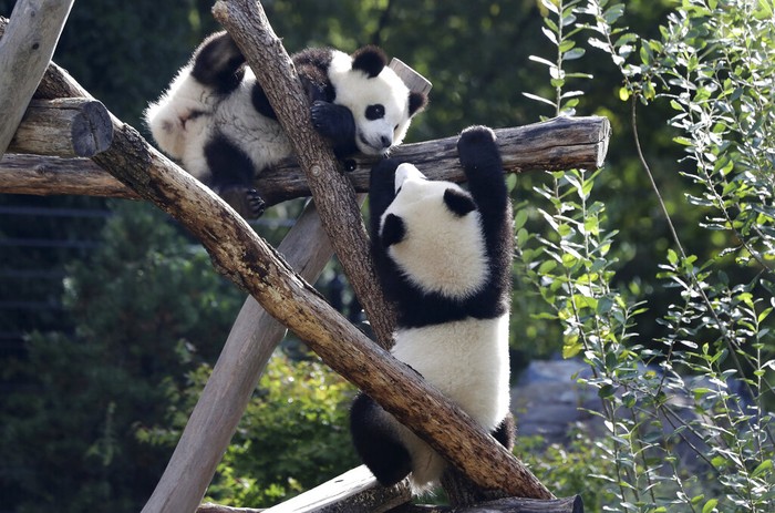 Detail Gambar Panda Yang Lucu Nomer 13