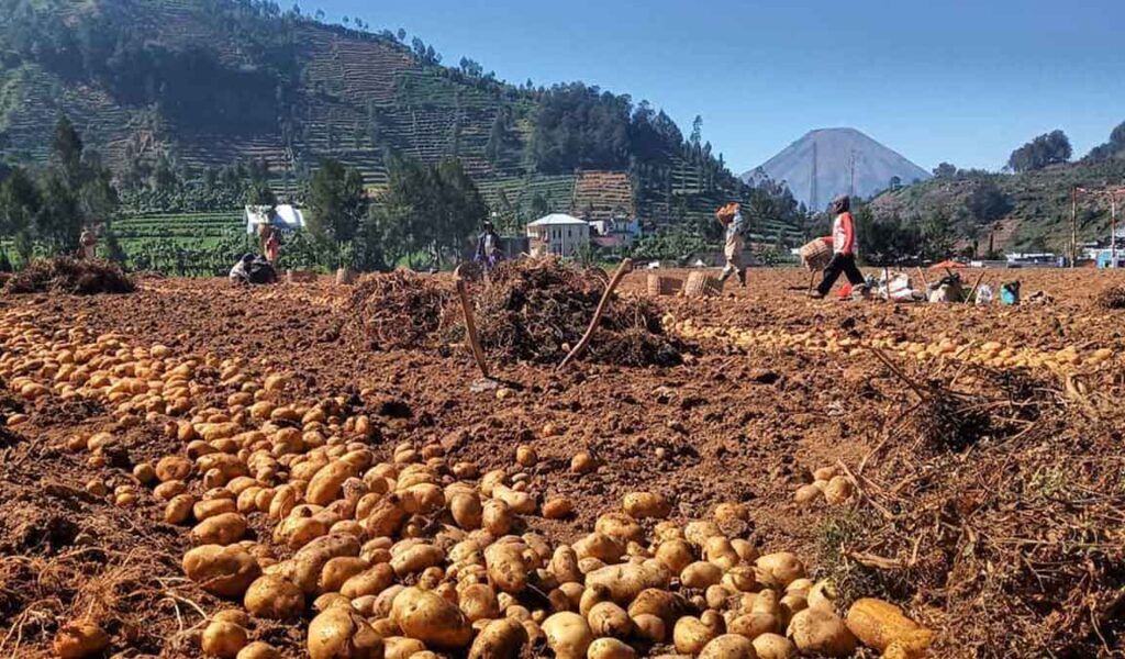 Detail Gambar Panen Dan Pasca Panen Tanaman Kentang Nomer 10