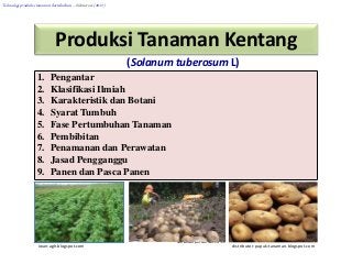 Detail Gambar Panen Dan Pasca Panen Tanaman Kentang Nomer 13