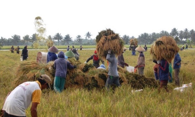 Detail Gambar Panen Dan Pasca Panen Tanaman Kentang Nomer 27