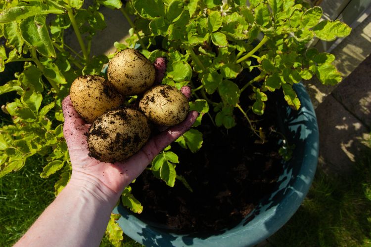 Detail Gambar Panen Dan Pasca Panen Tanaman Kentang Nomer 28