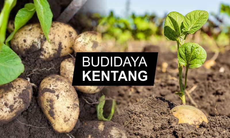 Detail Gambar Panen Dan Pasca Panen Tanaman Kentang Nomer 4