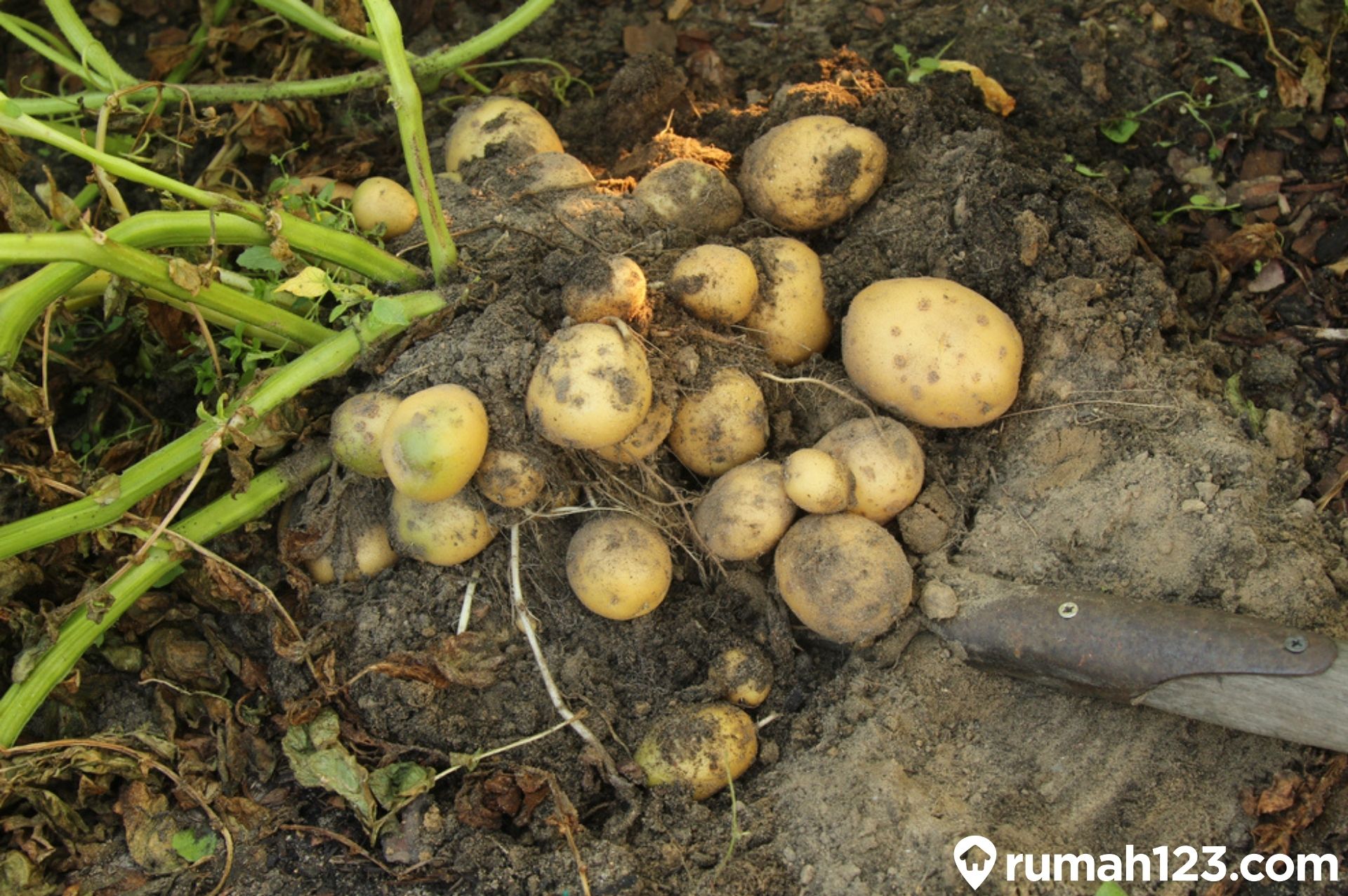 Detail Gambar Panen Dan Pasca Panen Tanaman Kentang Nomer 45