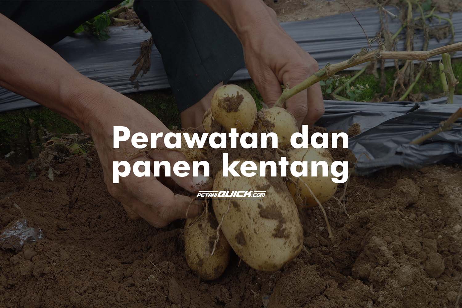 Detail Gambar Panen Dan Pasca Panen Tanaman Kentang Nomer 46