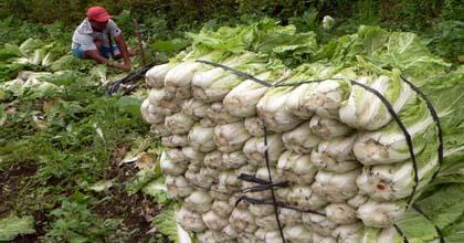 Detail Gambar Panen Dan Pasca Panen Tanaman Kentang Nomer 47