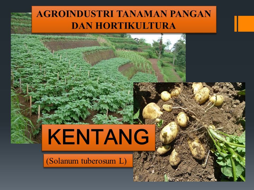 Detail Gambar Panen Dan Pasca Panen Tanaman Kentang Nomer 48