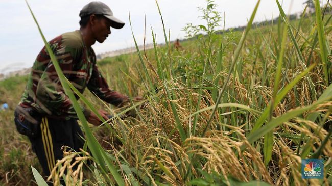 Detail Gambar Panen Padi Di Sawah Nomer 34