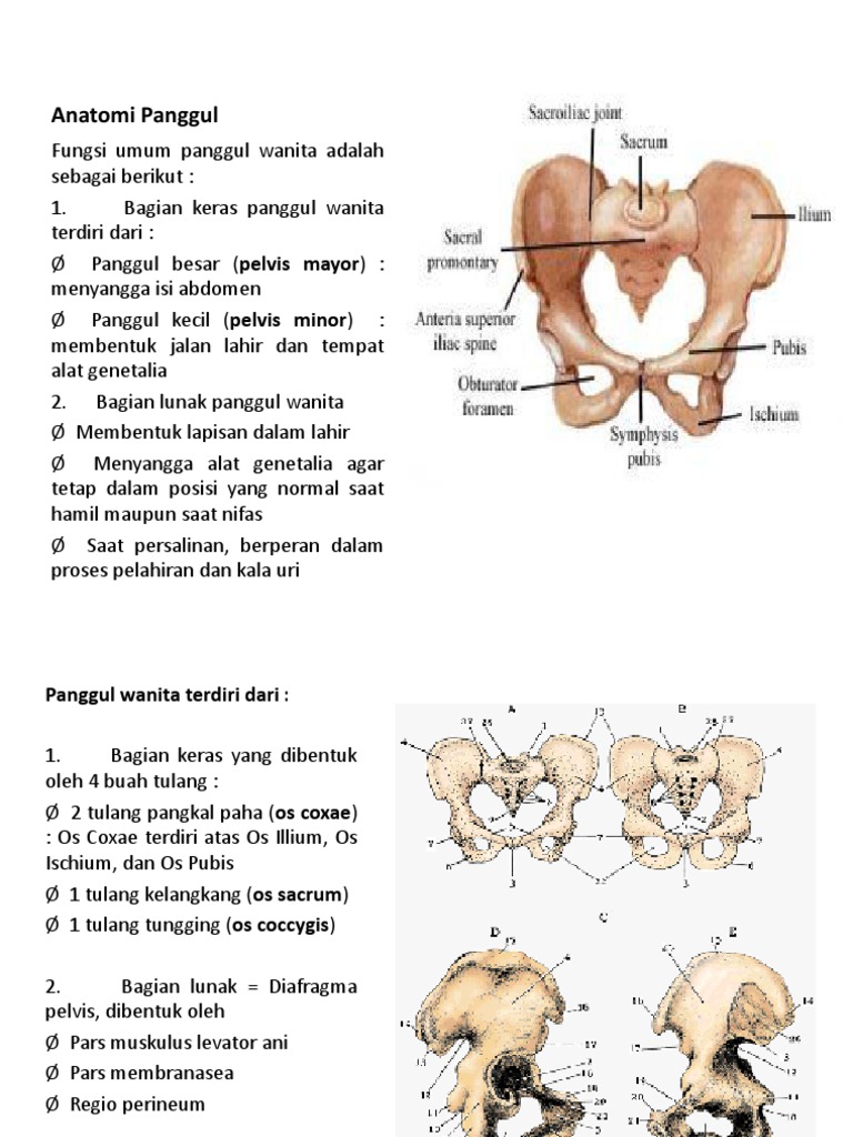 Detail Gambar Panggul Wanita Nomer 23