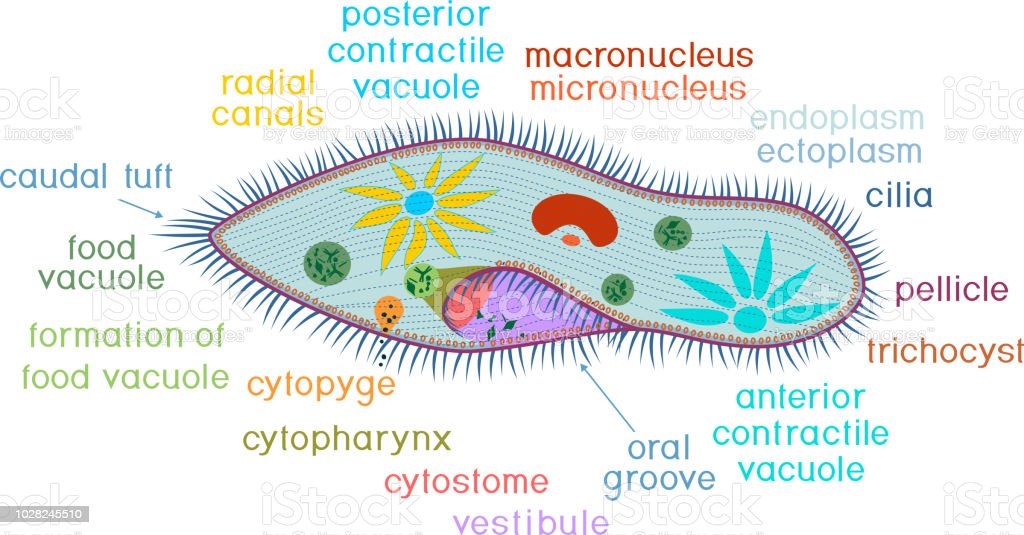 Detail Gambar Paramecium Caudatum Nomer 17