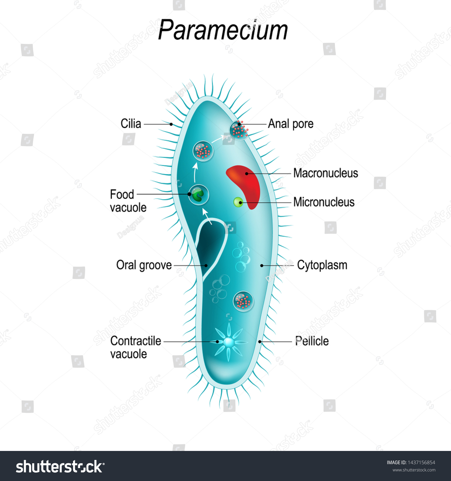Detail Gambar Paramecium Caudatum Nomer 18
