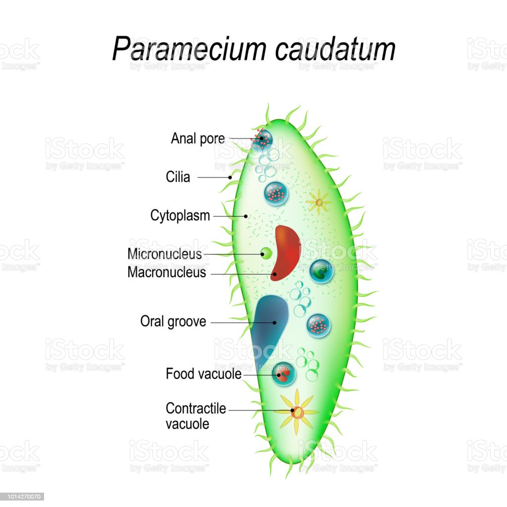Detail Gambar Paramecium Caudatum Nomer 3