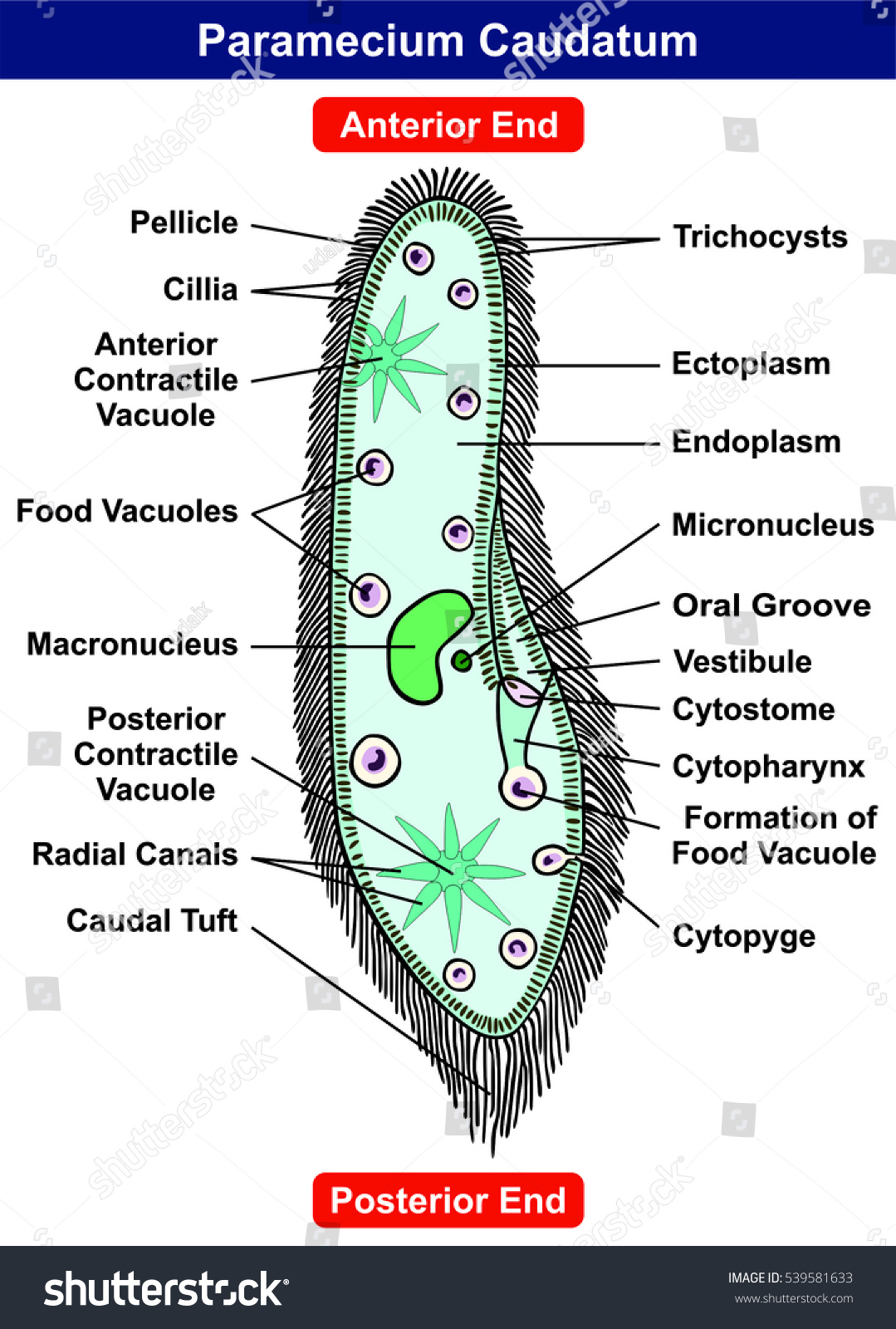 Detail Gambar Paramecium Caudatum Nomer 22