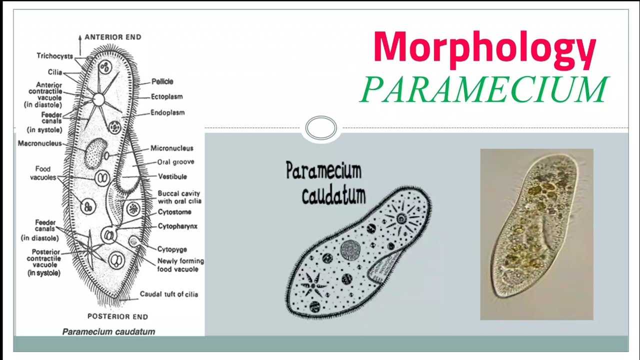 Detail Gambar Paramecium Caudatum Nomer 27