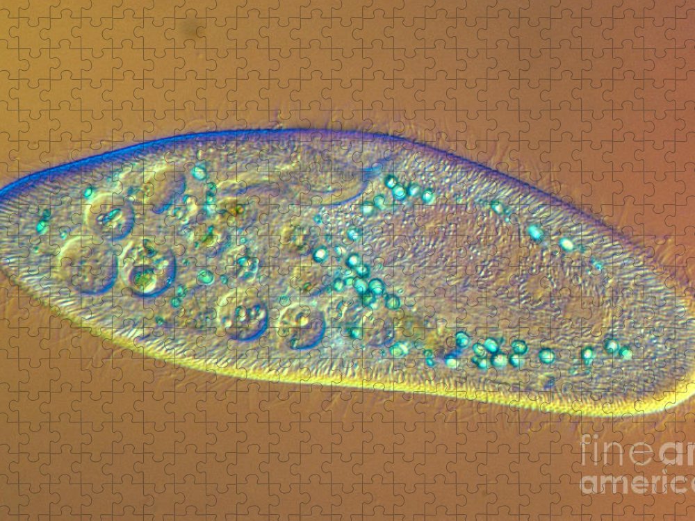 Detail Gambar Paramecium Caudatum Nomer 29