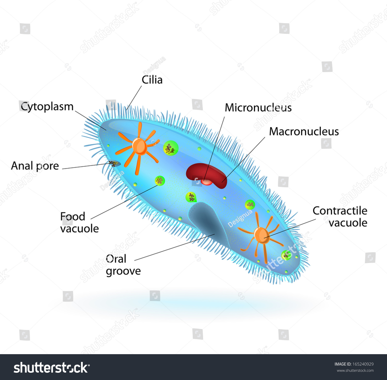 Detail Gambar Paramecium Caudatum Nomer 4