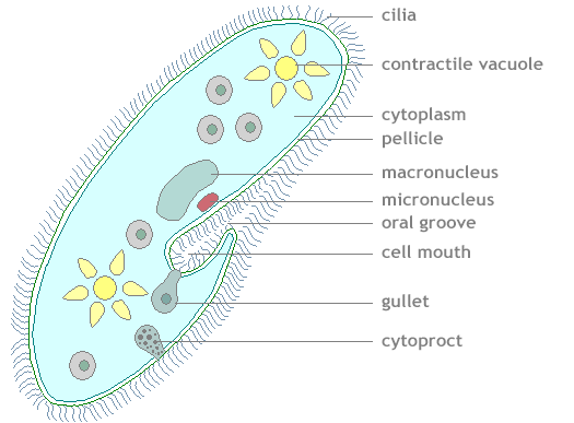 Detail Gambar Paramecium Caudatum Nomer 31