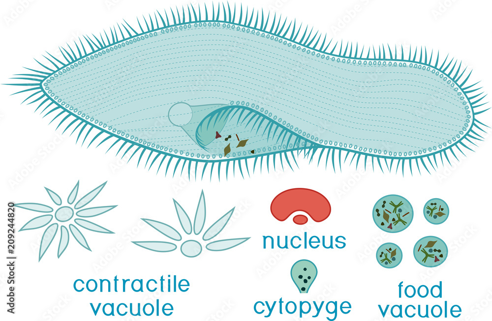 Detail Gambar Paramecium Caudatum Nomer 32