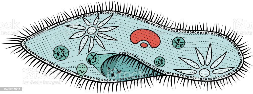 Detail Gambar Paramecium Caudatum Nomer 33