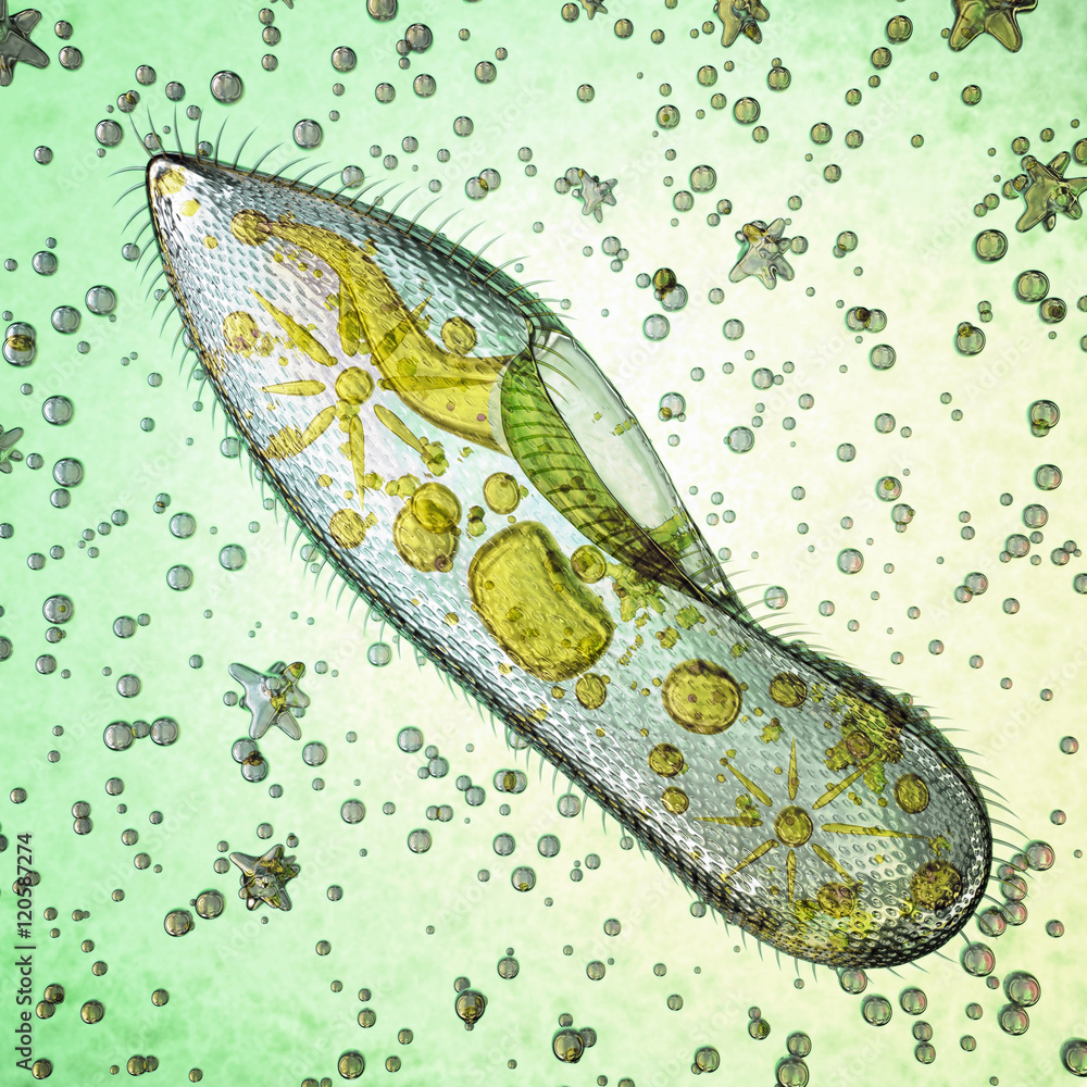 Detail Gambar Paramecium Caudatum Nomer 36