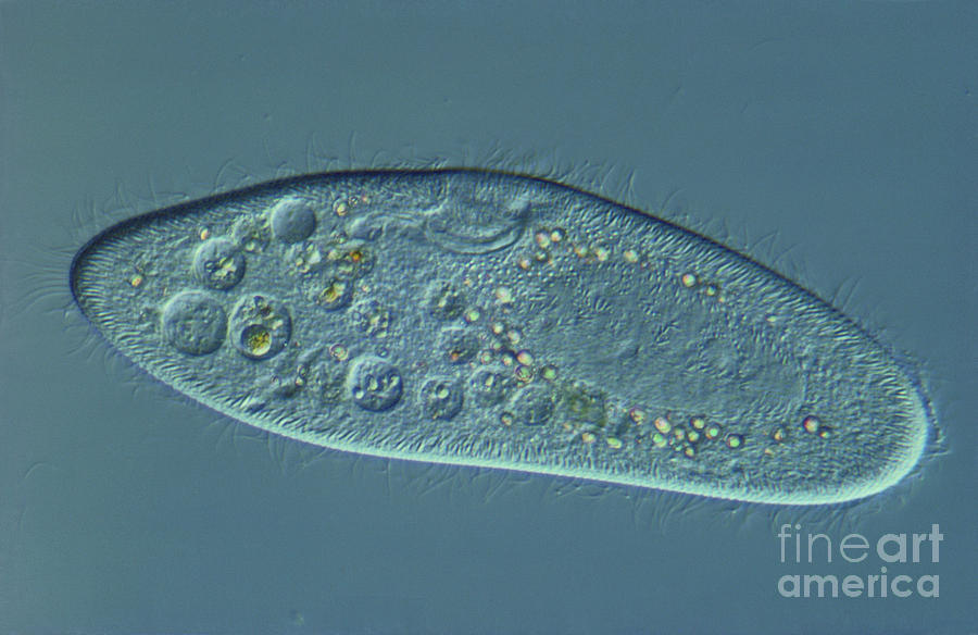 Detail Gambar Paramecium Caudatum Nomer 5