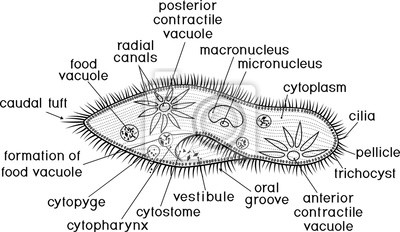 Detail Gambar Paramecium Caudatum Nomer 6