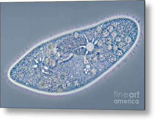 Detail Gambar Paramecium Caudatum Nomer 49