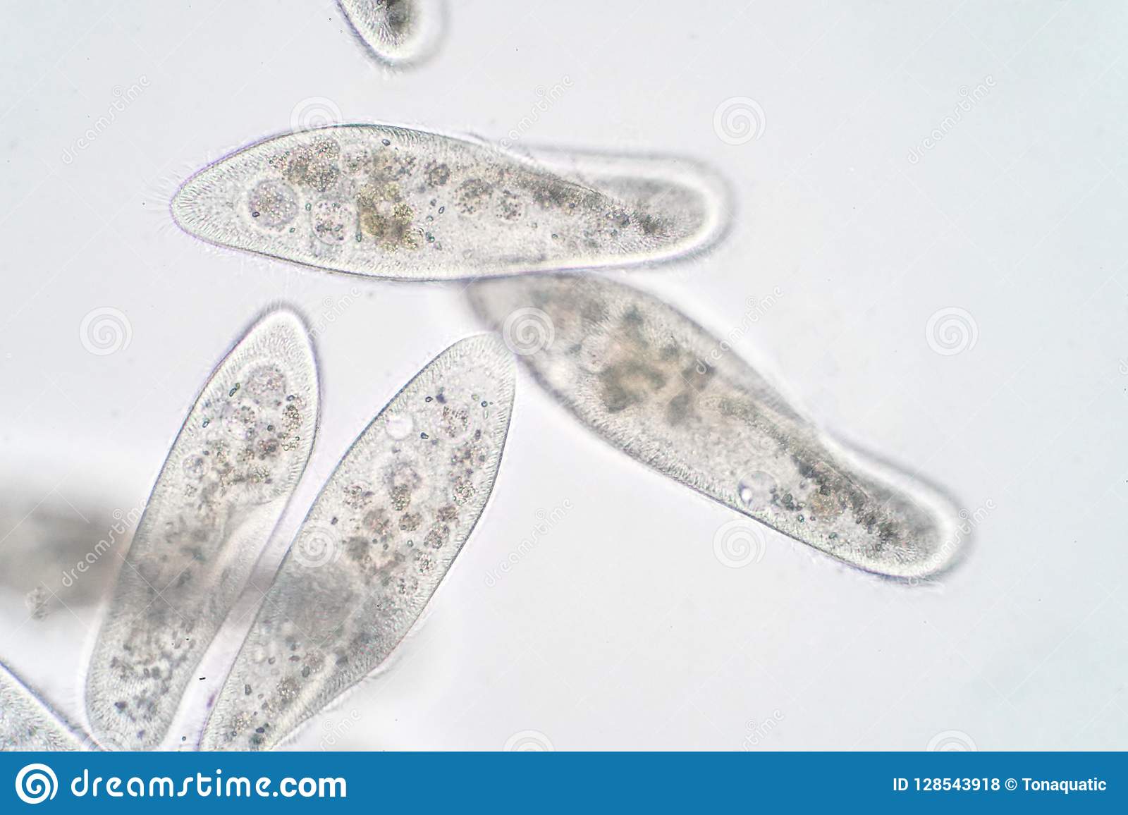 Detail Gambar Paramecium Caudatum Nomer 50