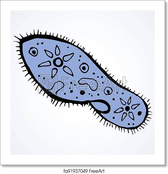 Detail Gambar Paramecium Caudatum Nomer 57