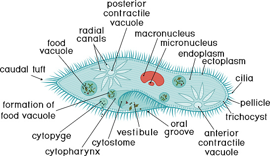 Detail Gambar Paramecium Caudatum Nomer 8