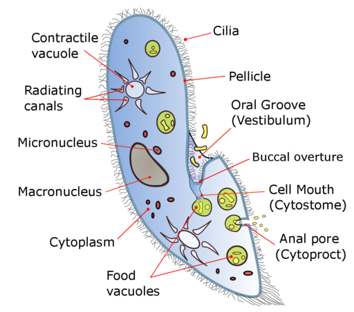 Detail Gambar Paramecium Sp Nomer 14