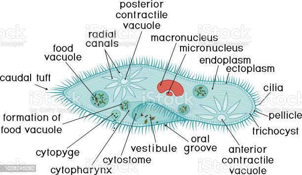 Detail Gambar Paramecium Sp Nomer 15