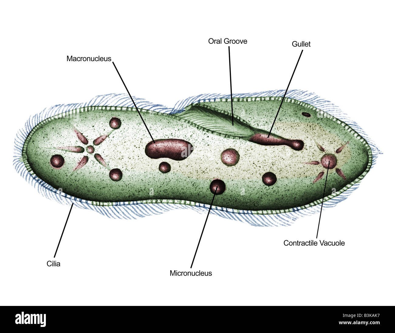 Detail Gambar Paramecium Sp Nomer 16