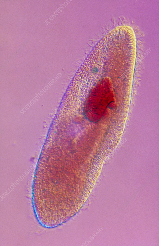 Detail Gambar Paramecium Sp Nomer 17