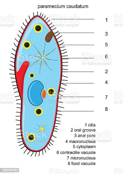 Detail Gambar Paramecium Sp Nomer 18