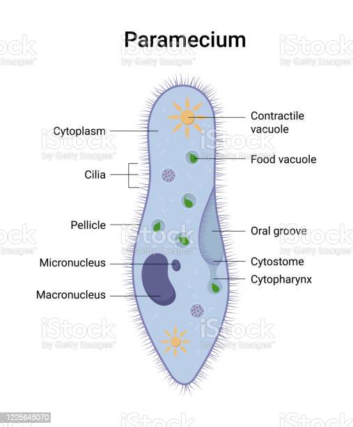 Detail Gambar Paramecium Sp Nomer 19