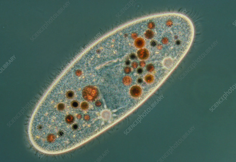 Detail Gambar Paramecium Sp Nomer 3