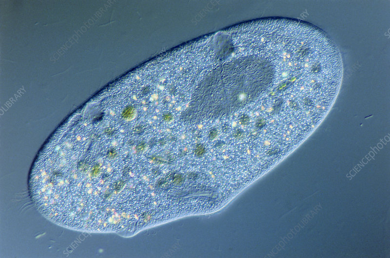 Detail Gambar Paramecium Sp Nomer 21