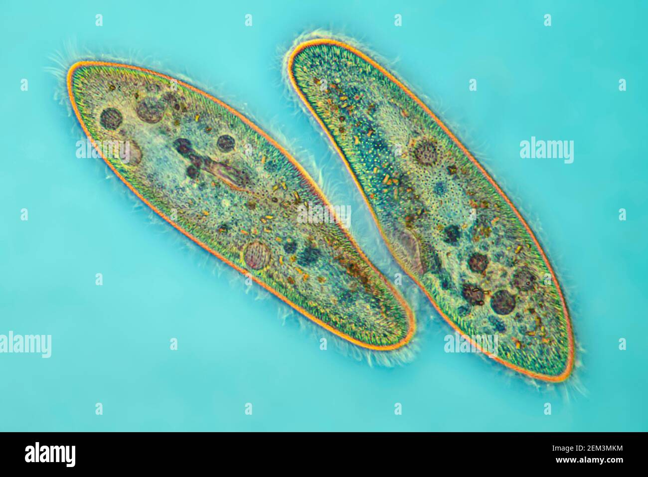 Detail Gambar Paramecium Sp Nomer 22