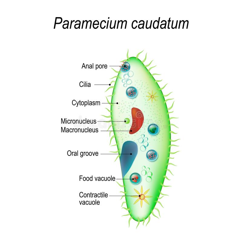 Detail Gambar Paramecium Sp Nomer 24