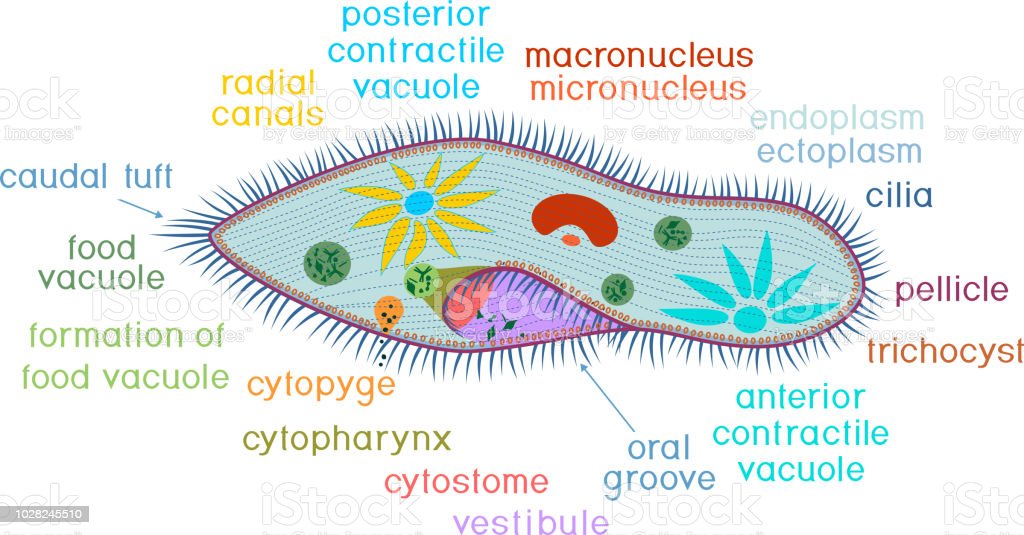 Detail Gambar Paramecium Sp Nomer 26