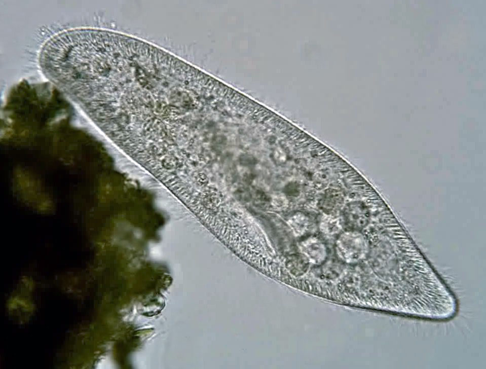 Detail Gambar Paramecium Sp Nomer 4