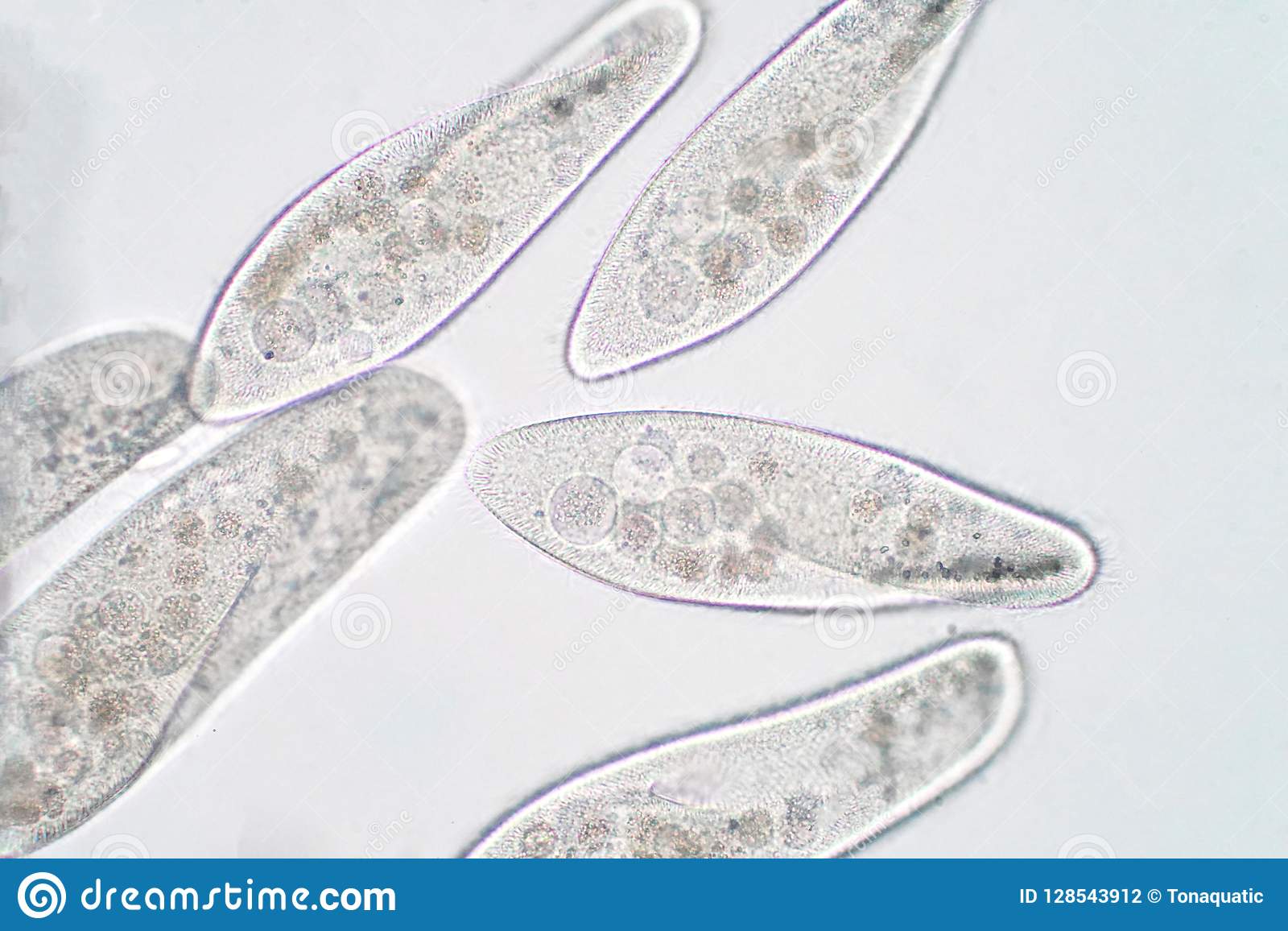 Detail Gambar Paramecium Sp Nomer 27