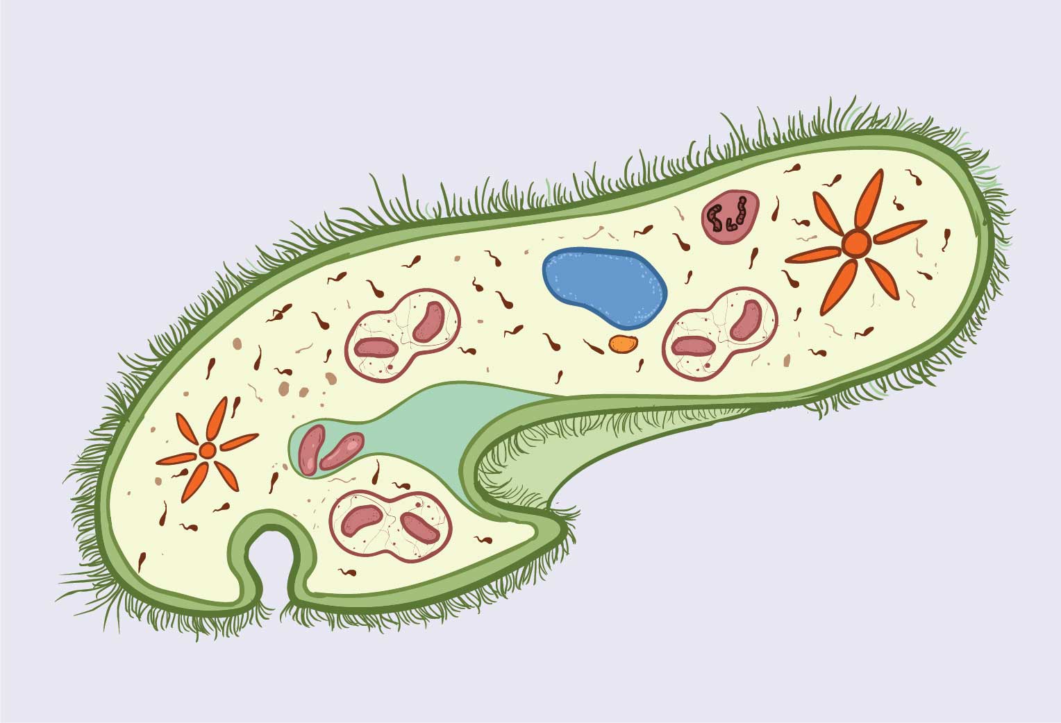 Detail Gambar Paramecium Sp Nomer 31