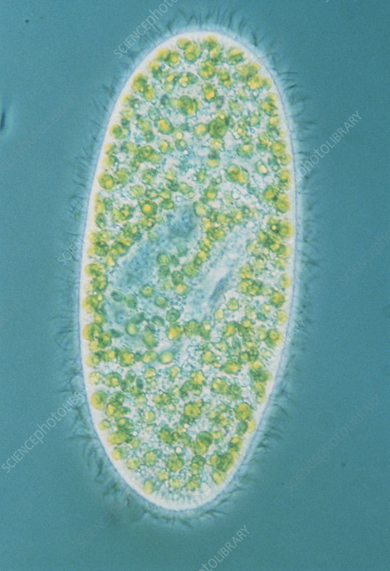 Download Gambar Paramecium Sp Nomer 32