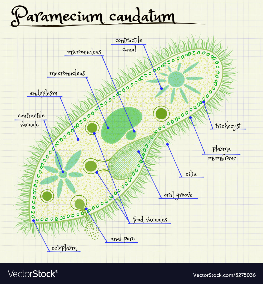 Detail Gambar Paramecium Sp Nomer 33