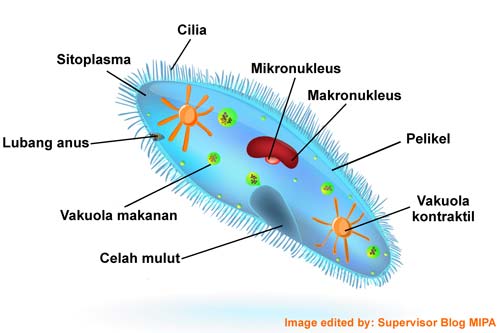 Detail Gambar Paramecium Sp Nomer 5